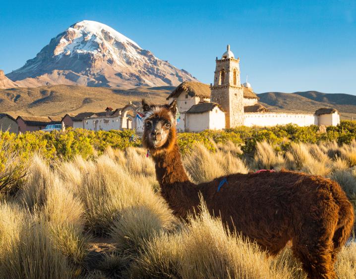 Boliviens Nationaltier, das Lama, in den schneebedeckten Anden
